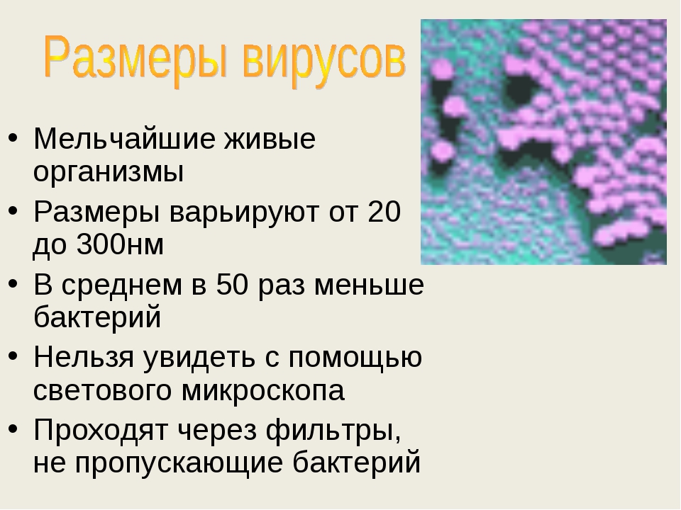 Представители вирусов 5 класс биология. Вирусы презентация. Биология тема вирусы. Презентация на тему вирусы. Информация о вирусах.