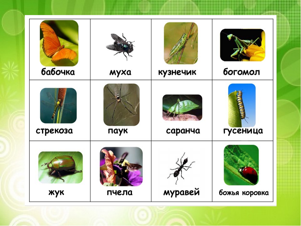 Виды насекомые список. Насекомые названия. Картинки насекомых с названиями. Насекомые для дошкольников. Насекомые с названиями для детей.