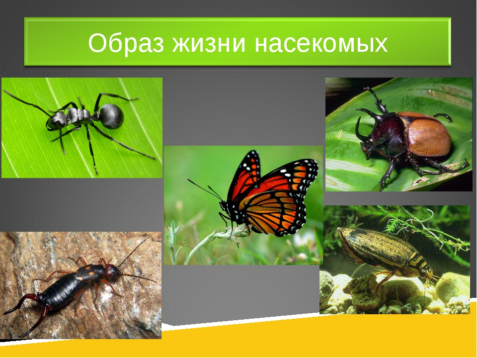 Жизнь насекомых тел. Насекомые биология. Насекомые строение и образ жизни. Класс насекомые образ жизни. Класс Insecta насекомые.