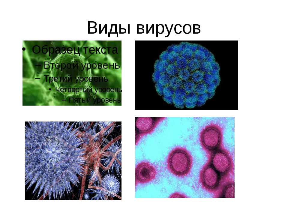 Фотографию вируса и названия. Виды вирусов. Вирусы бывают. Вирусы названия. Вирусы и их виды.