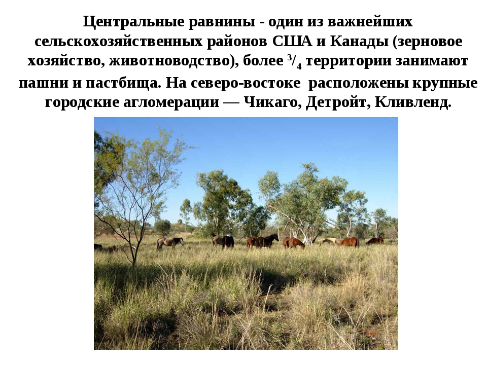 Преобладают равнины. Центральные равнины. Равнины: Центральная низменность. Центральные равнины равнины. Растительность центральных равнин Северной Америки.