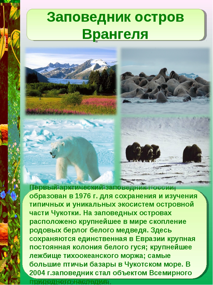 Заповедники факты. Буклет заповедника остров Врангеля. Заповедники России. Заповедники России остров Врангеля. Остров Врангеля описание.