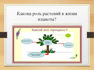 Какова роль растений в жизни планеты? 