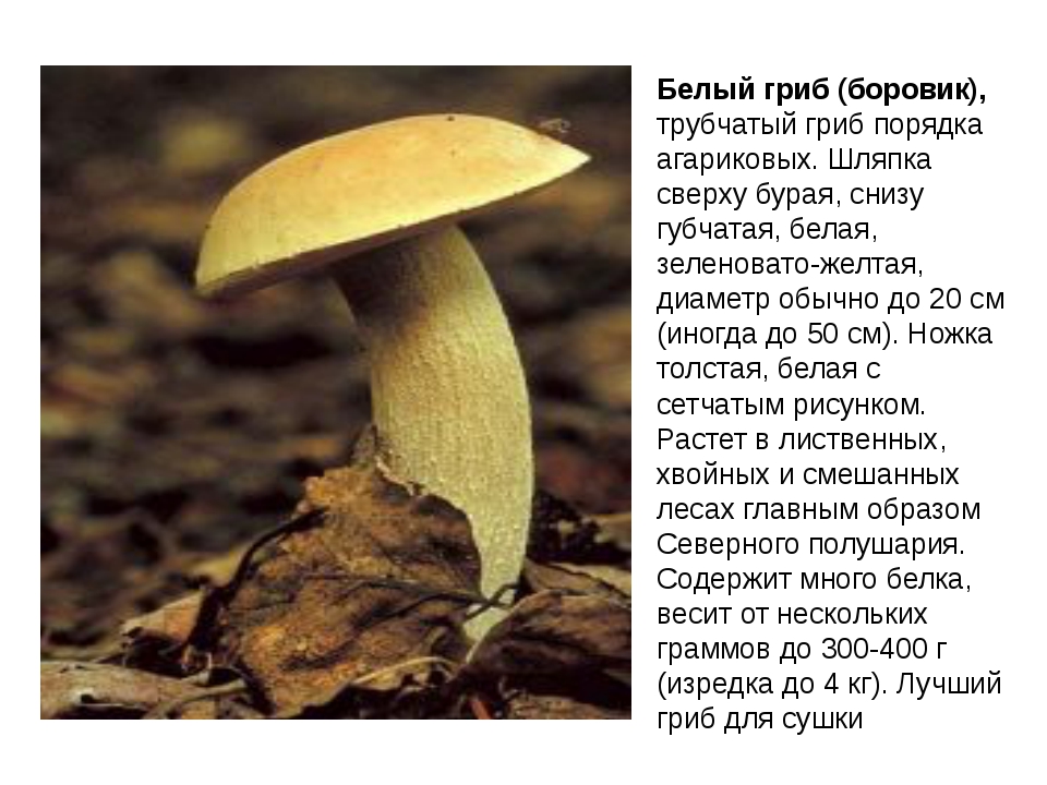 Сочинение на тему красота грибов. Белый гриб описание. Белый гриб доклад. Описание белогого грибы. Сообщение о белом грибе.