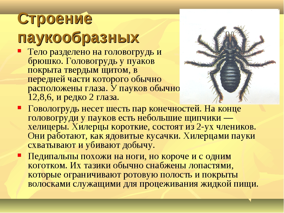 Характеристика паукообразных. Особенности строения паукообразных. Класс паукообразные внешнее строение. Класс паукообразные строение тела.