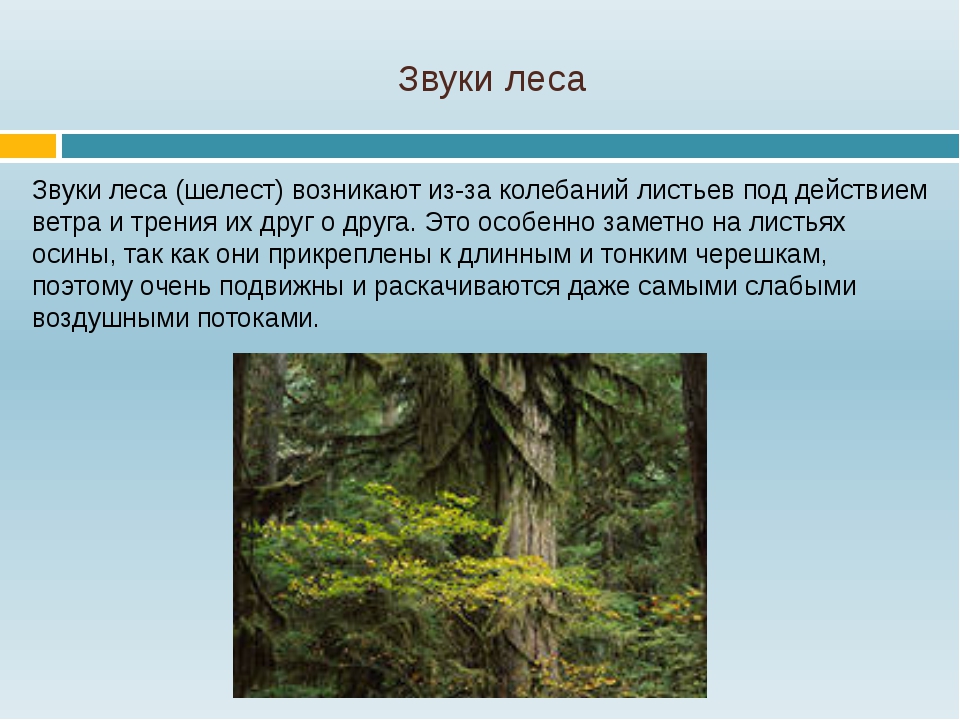 Описание леса. Звуки в лесу. Звучание леса. Лесные звуки. Аудиозапись звуки леса.