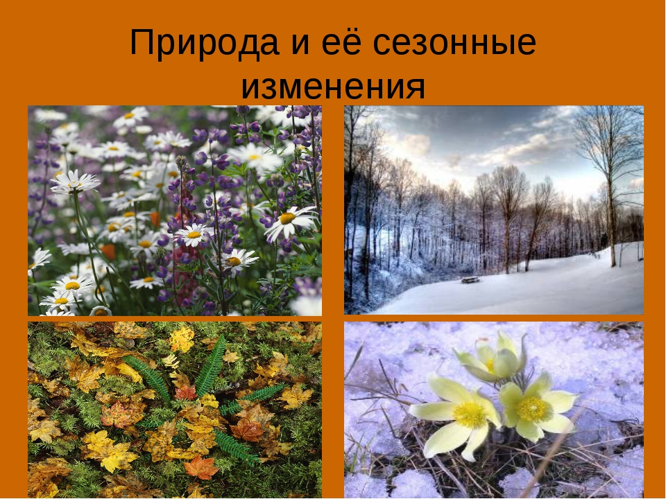 Время года лето изменения в жизни животных. Сезонные изменения в природе. Сезонные изменения в живой природе. Сезонные изменения растений.