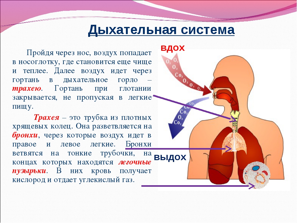 Дыхательная система