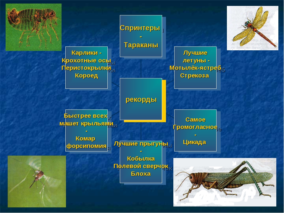 Класс насекомые многообразие
