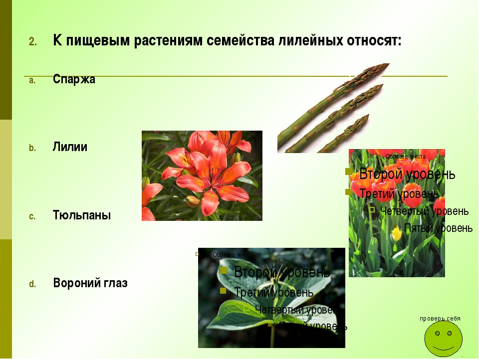 Три примера лилейных. Лилейные кормовые растения. Пищевые растения семейства Лилейные. Декоративные растения семейства Лилейные. Линейные растения.