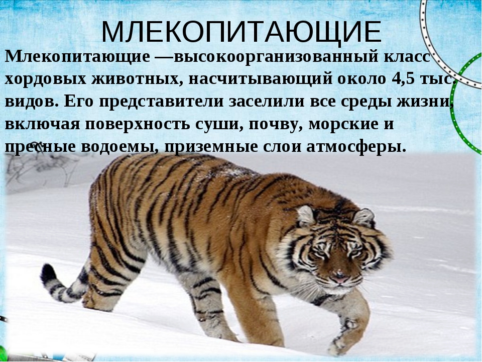 Доклад на тему классы животных. Млекопитающих животных. Царство млекопитающих. Позвоночные животные млекопи. Млекопитающие животные список.