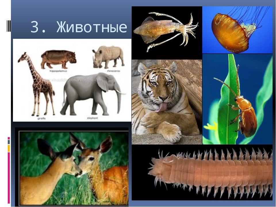 Видовое разнообразие живых организмов. Многообразие живой природы. Многообразие живой природы 5 класс. Многообразие живой природы охрана природы. Многообразие живой природы презентация.