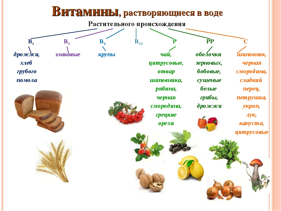 Овощная культура богатая витаминами