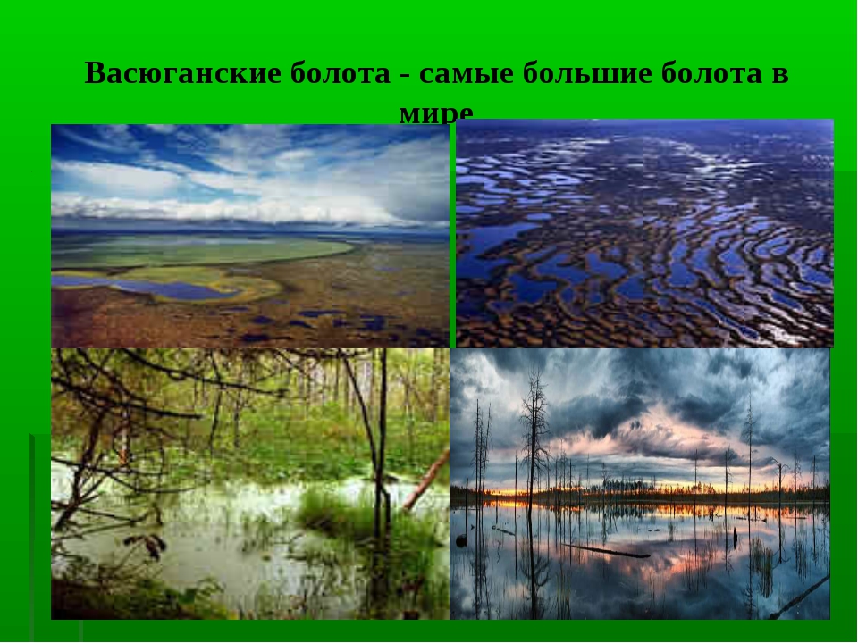 Самое большое болото новосибирской области. Васюганские болота, Западная Сибирь. Болото Васюганское болото. Васюганские болота заповедник. Западно Сибирская равнина Васюганское болото.