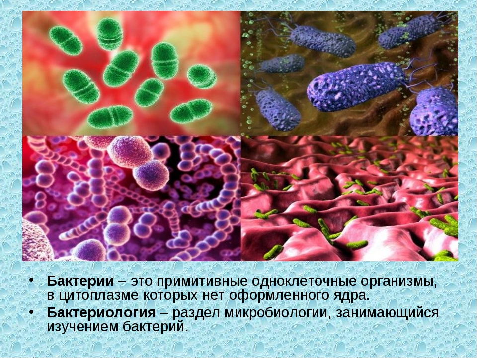 Бактерии фото биология. Микроорганизмы это. Бактерии в организме. Биология микроорганизмы. Примитивные бактерии.