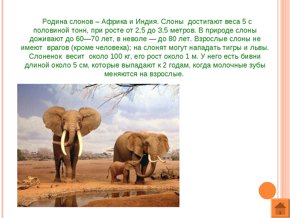 Слон рассказ 1 класс окружающий мир. Родина слонов. Африканский слон рассказ. Описание слона. Слоны информация.