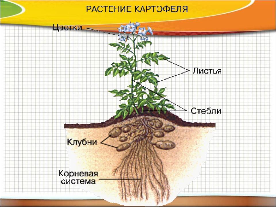 Части картофеля. Картофель части растения. Корневая система картофеля. Картофель строение растения. Строение корня картофеля.