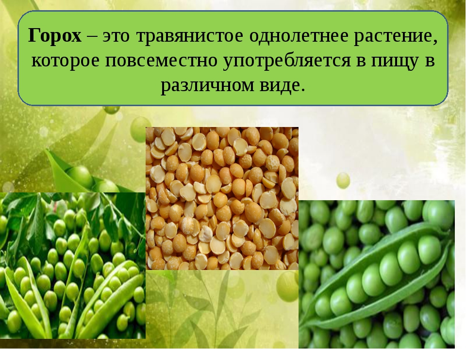 Горох какое растение. Горох культурное растение. Горох презентация. Презентация на тему горох. Горох краткая информация.