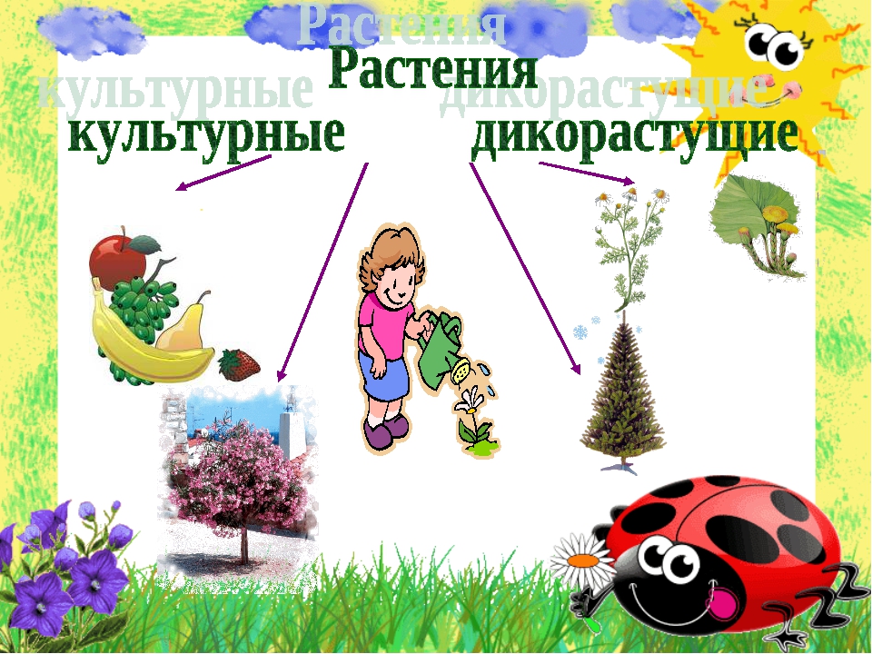 Окружающий мир дикорастущие и культурные растения 2. Царство растений дикорастущие и культурные. Схема дикорастущие и культурные растения. Дикорастущие и культурные растения 1 класс. Комнатные и дикорастущие растения.