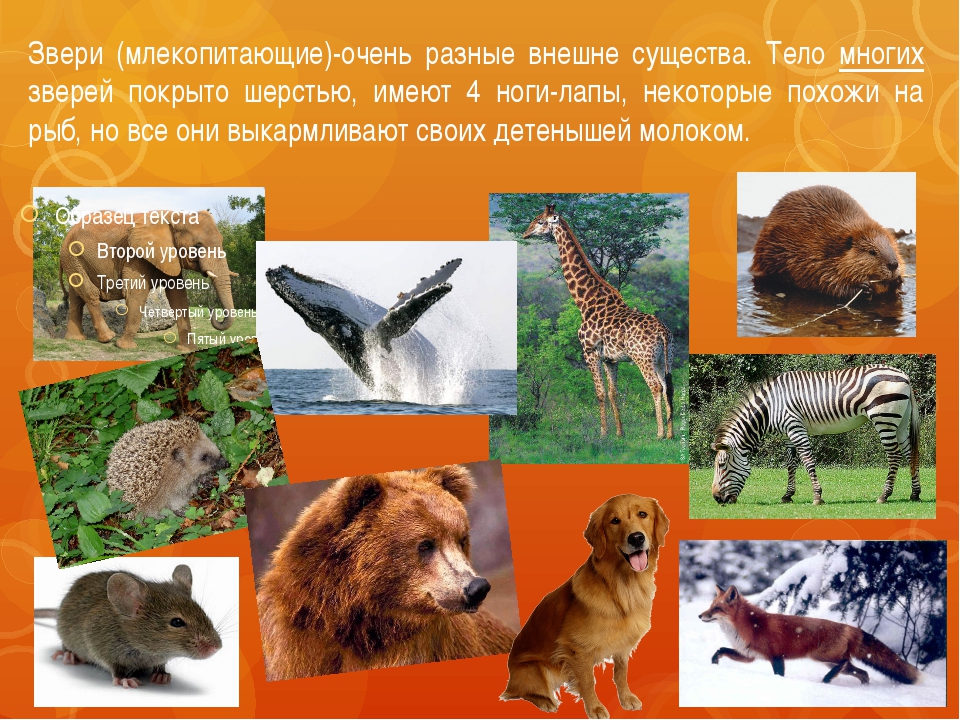 Три примера животных млекопитающих. Разнообразие зверей. Млекопитающие звери. Млекопитающие картинки. Млекопитающие это какие животные список.