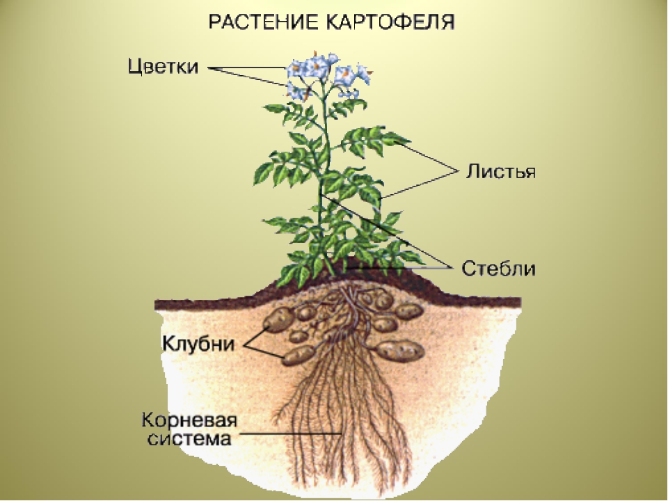 Сильнее корень. Какую часть растения используют в пищу. Какие части растений использует человек. Какие части растений человек использует в пищу. Органы растений которые используют человек при культивировании.