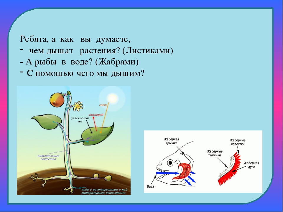 Каким процессам помогают легкие. С помощью чего дышат растения. Что выдыхают растения. Дышат ли растения кислородом. С помощью чего дышат растения и животные.