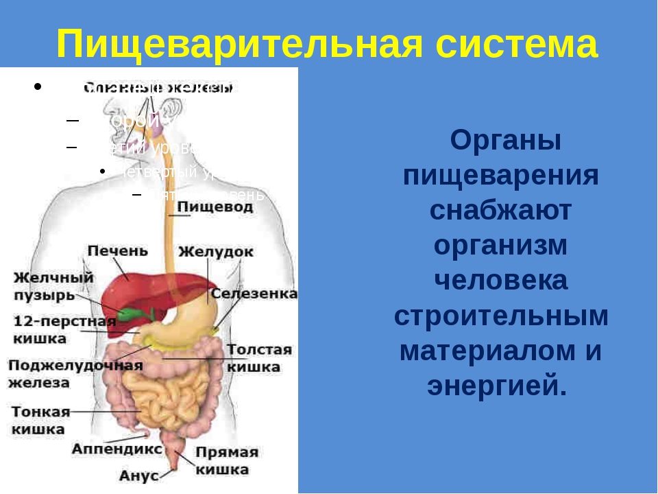 Назови органы пищеварения. Общее строение пищеварительной системы человека. Система пищеварения человека 3 класс. Проект пищеварительная система 3 класс. Внутреннее строение человека пищеварительная система.