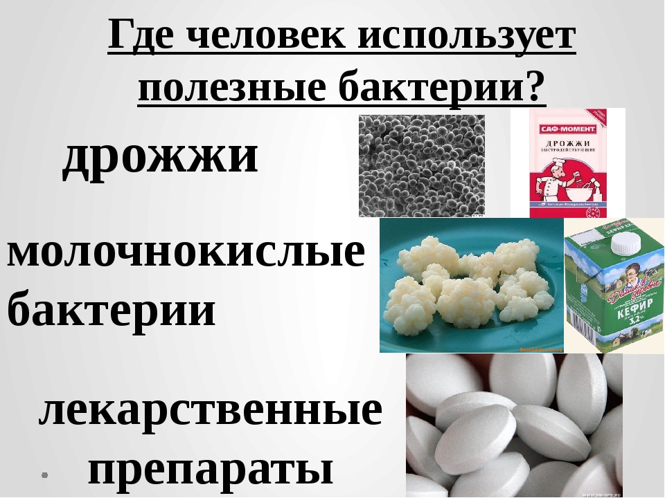 Полезные бактерии. Полезные бактерии для человека. Полезные микроорганизмы для человека. Какие бактерии полезны человеку. Полезные бактерии примеры.