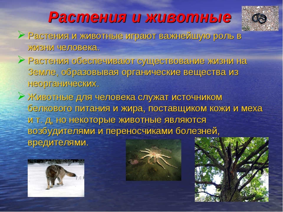 Какова роль живого в природе. Роль растений в жизни животных. Роль растений и животных в жизни человека. Растения и животные в природе и жизни людей. Роль растений для животных.