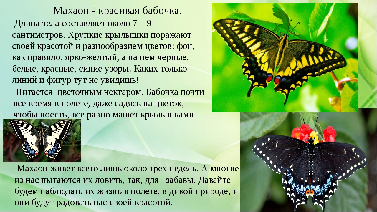 Сообщение первые бабочки 2 класс окружающий мир. Сообщение о бабочке Махаон. Махаон бабочка красная книга описание. Бабочка Махаон окружающий мир. Махаон бабочка описание.