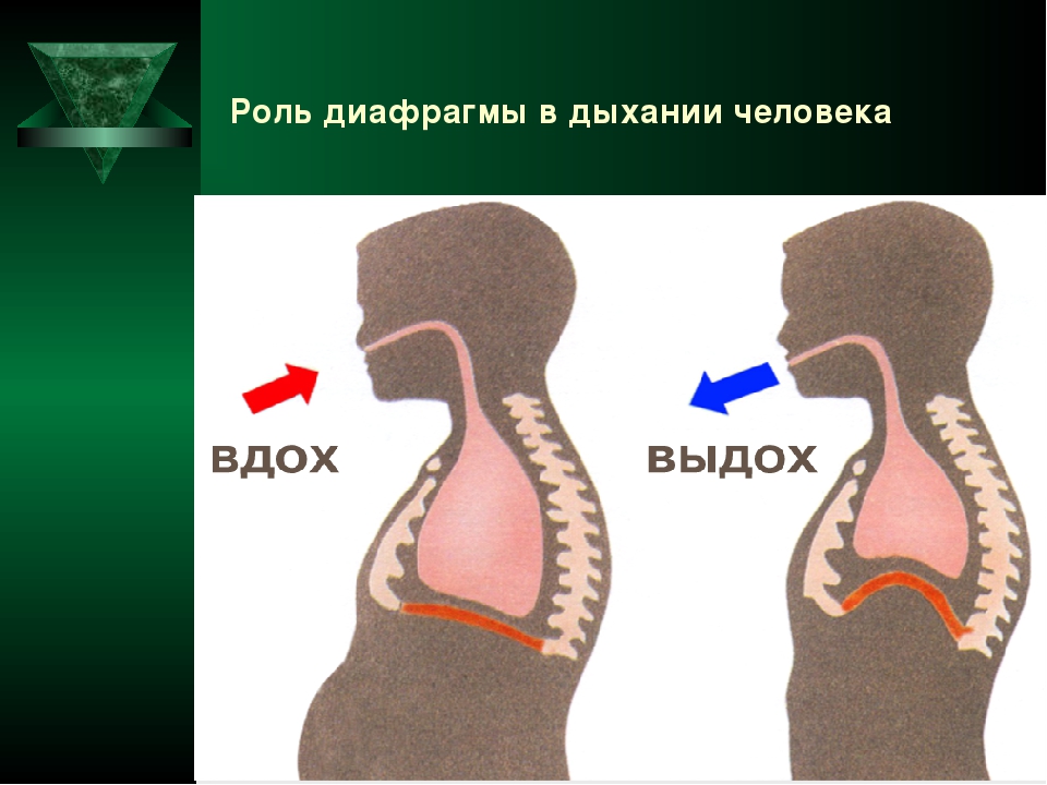 Дыхание диафрагмой схема