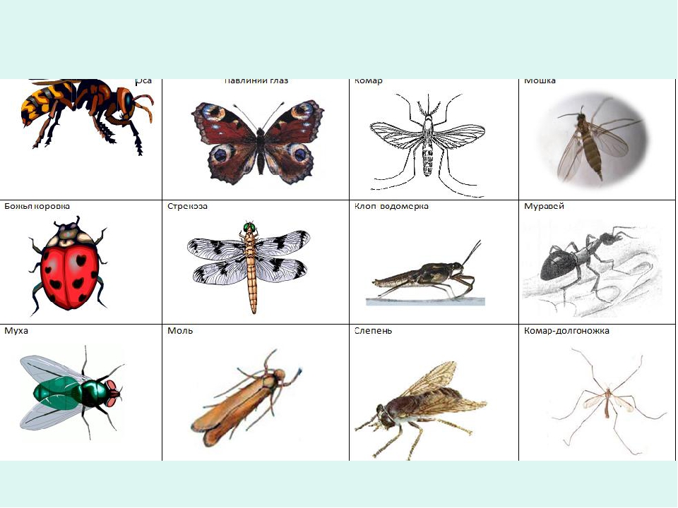 Перечисленные насекомые. Насекомые для дошкольников. Насекомые названия. Насекомые. Карточки. Карточки для детей. Насекомые.