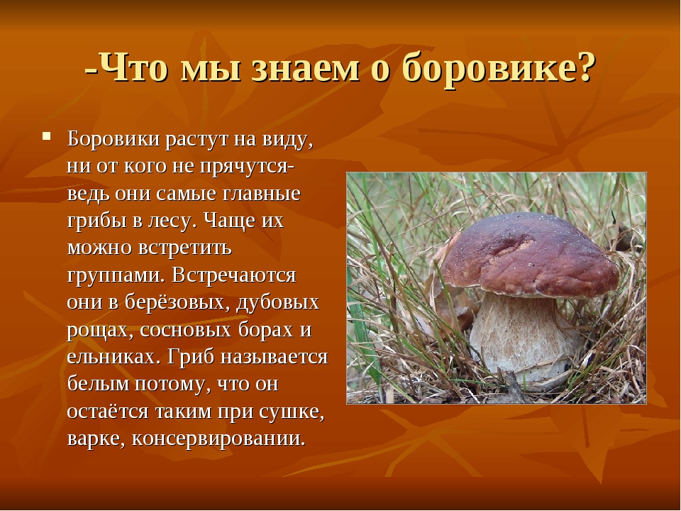 Рассказ боровик. Гриб Боровик доклад 5 класс. Рассказ о белом грибе. Сообщение о грибах. Интересные сведения о белом грибе.