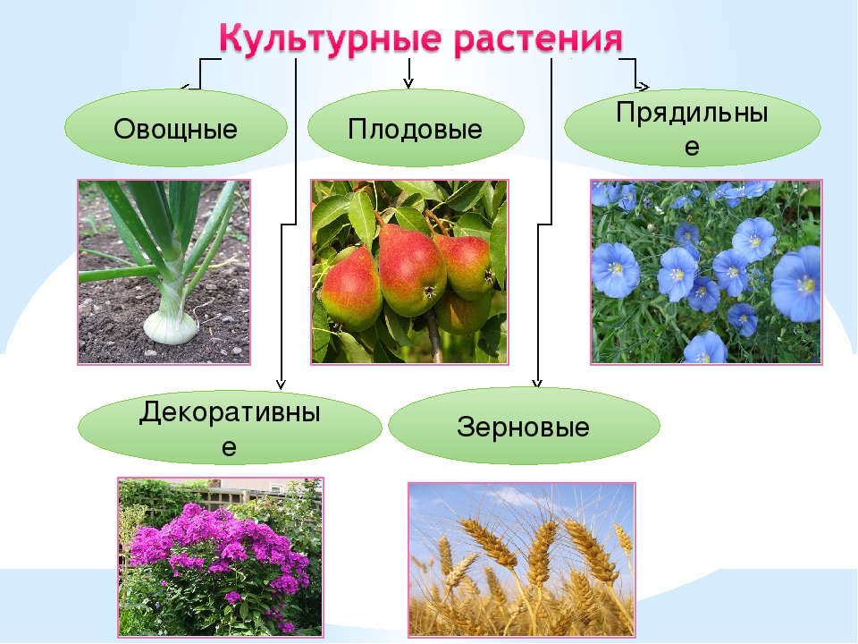 Декоративные растения окружающий мир. Культурные растения. Декоративные культурные растения. Дикорастущие и культурные растения. Дикорастущие растения и культурные растения.