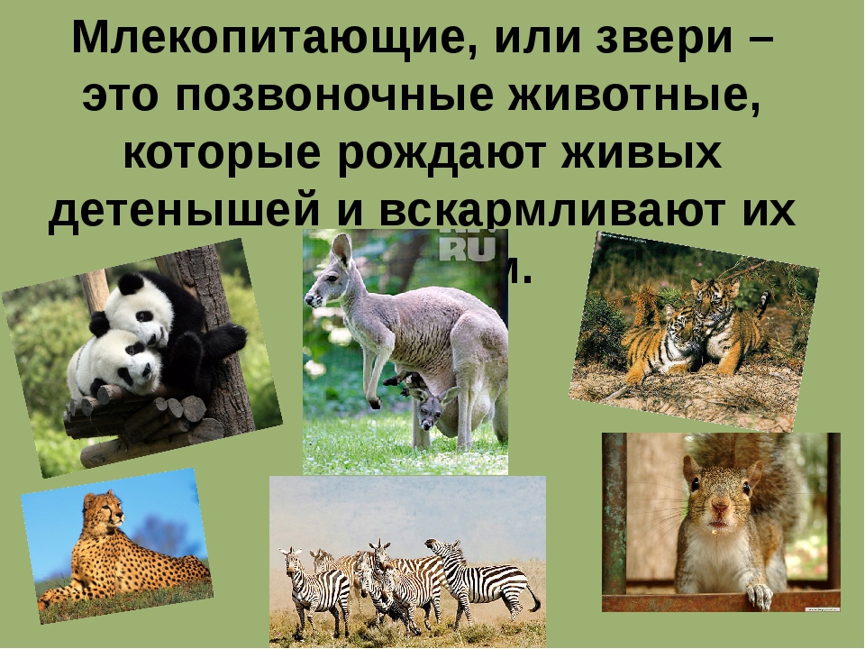 Какое животное рождает. Млекопитающие звери. Разнообразие млекопитающих. Позвоночные животные млекопитающие. Млекопитающие презентация.