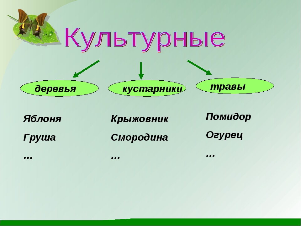 Примеры растений окружающий мир 2 класс. Культурные кустарники и травы. Культурные деревья и кустарники. Культурные растения деревья кустарники. Культурные растения деревья кустарники травы.