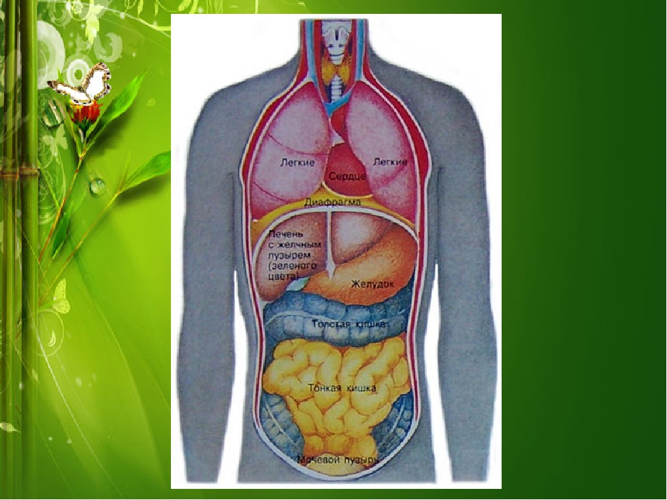 Строение тела органы. Расположение внутренних органов. Внутреннее строение человека. Расположение органов у человека. Анатомия тела человека внутренние органы.