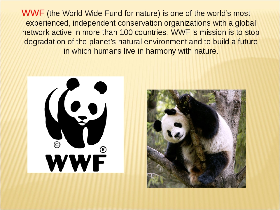 The world wildlife fund is. ВВФ Всемирный фонд дикой природы. WWF - Всемирный фонд дикой природы задачи. Всемирный фонд дикой природы доклад. WWF доклад.