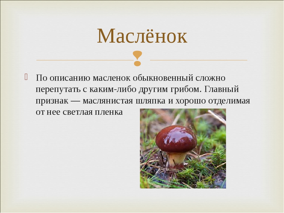 Грибы описание. Описание грибов маслёнок. Маслёнок гриб с кратким описанием. Маслёнок гриб описание. Краткое описание гриба маслята.