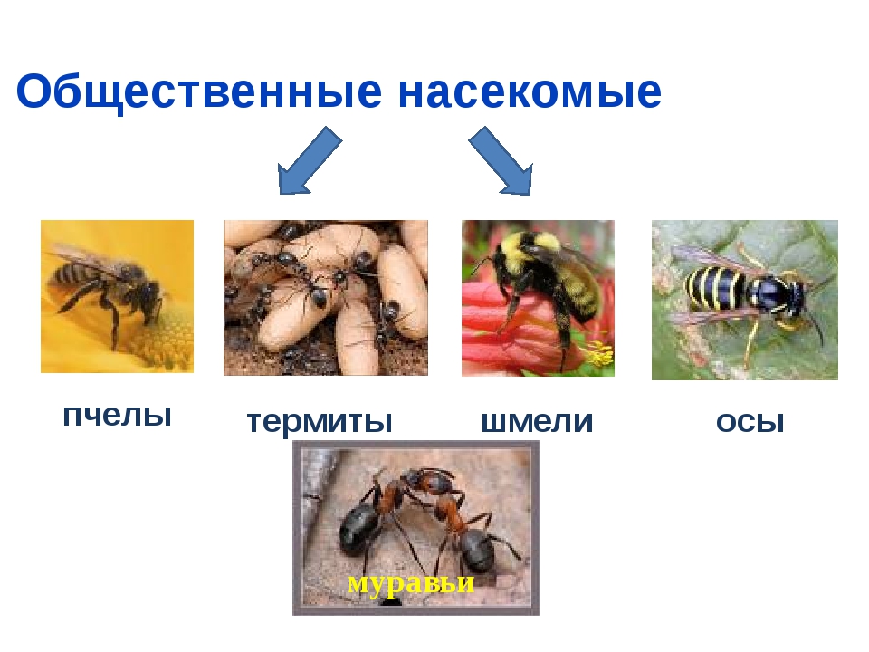 Тема насекомые 7 класс. Таблица по биологии 7 класс общественные насекомые пчёлы. Биология 7 класс общественные насекомые пчёлы и муравьи таблица. Урок биологии 7 класс общественные насекомые - пчелы и муравьи.. Общественные насекомые 7 класс биология.