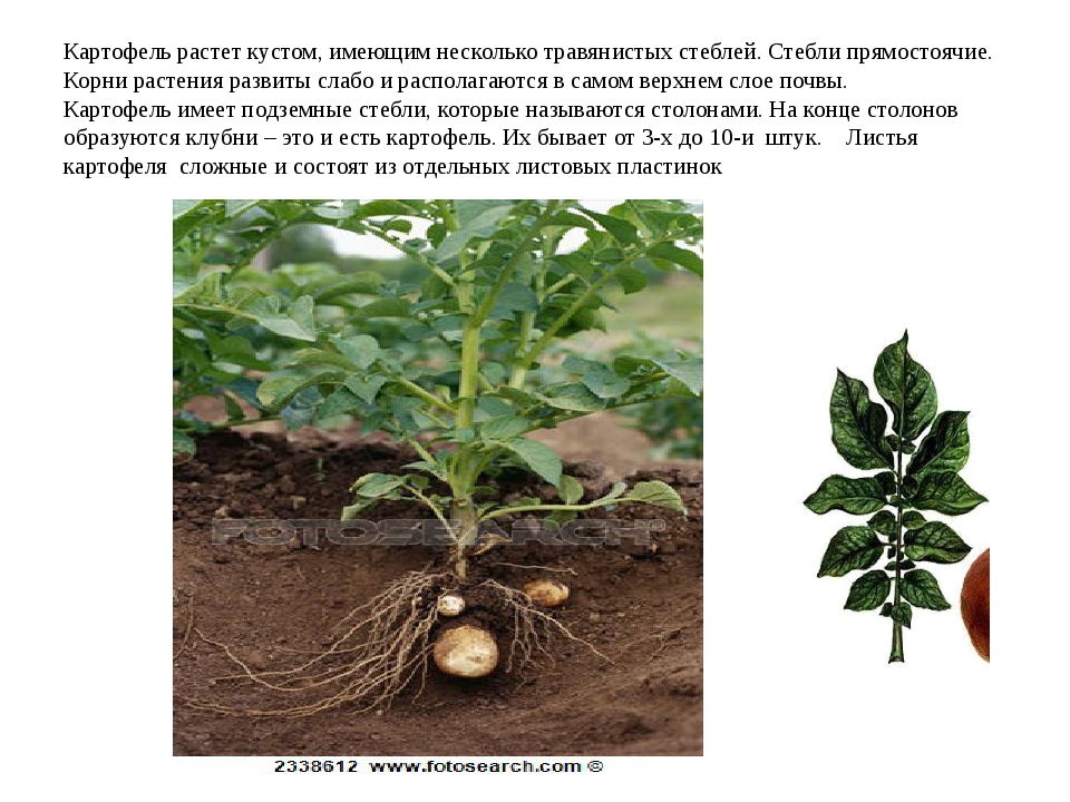 Органы растения картофеля. Стебель картофеля. Стебель картофельного клубня. Тип стебля у картофеля. Корневая система картофеля и клубень.