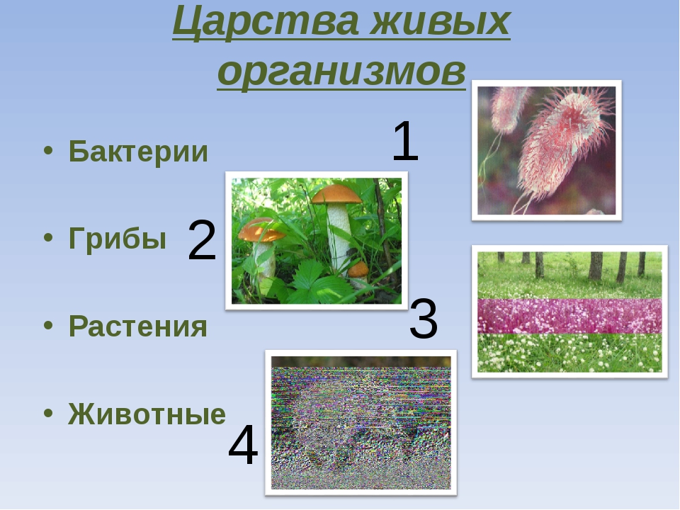 5 организмов. Царства живых организмов растения. 7 Царств живых организмов. Животные грибы растения живые организмы. 4 Царства живых организмов: бактерии, растения, животные и.