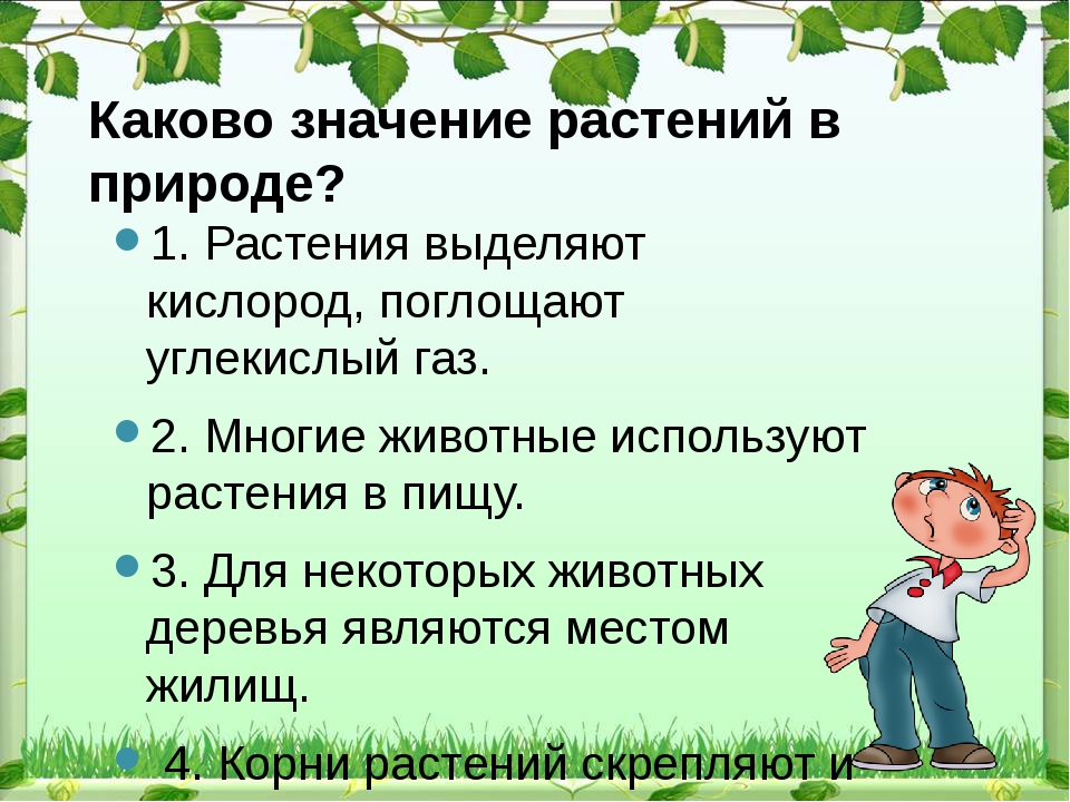 Какое значение растений в природе кратко