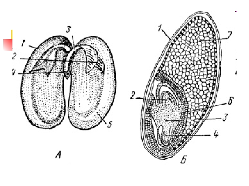 3 4 5 6 семя. Строение семени фасоли и зерновки пшеницы. Зерновка пшеницы семядоля. Строение семени пшеницы и фасоли биология 6. Строение зародыша однодольных.