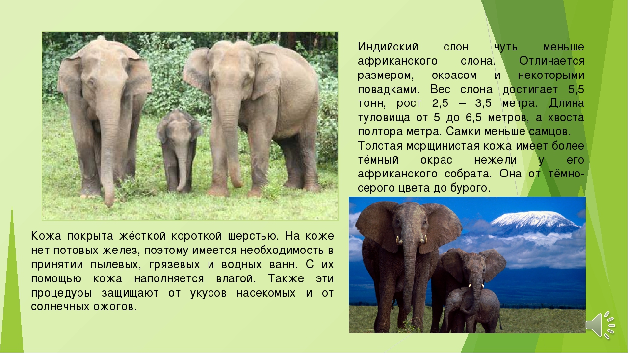Африканские и индийские слоны 1 класс. Индийский слон краткое описание для детей 1 класс. Индийский слон доклад для 1 класса. Индийский слон описание. Доклад о слонах.