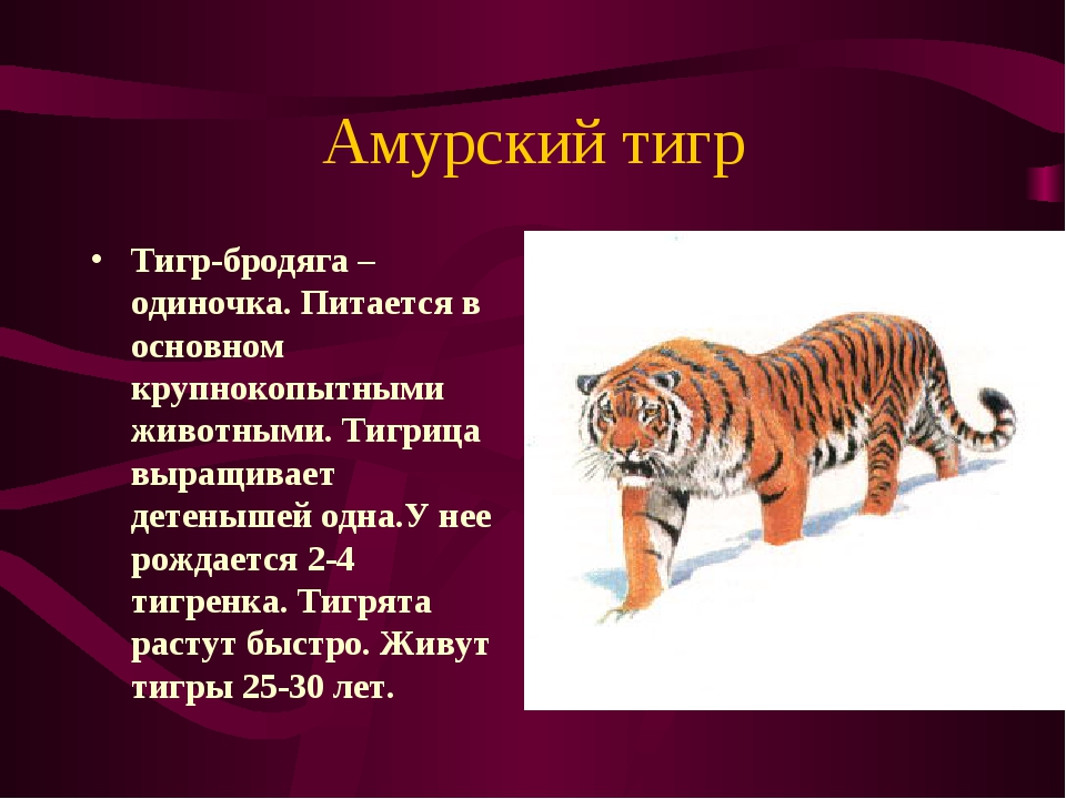 Проект амурский тигр 2 класс