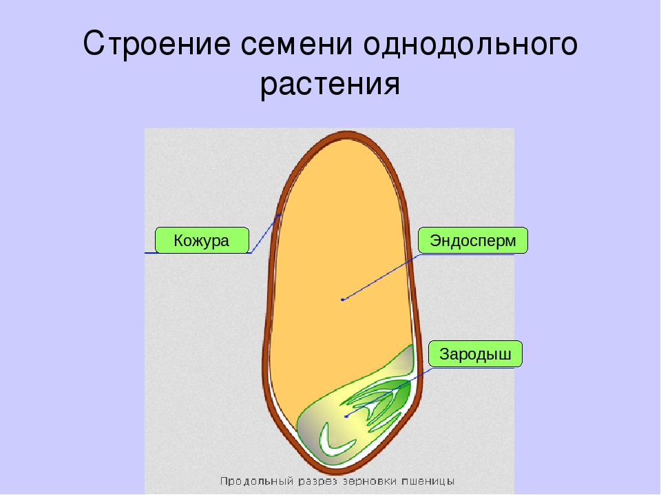 Однодольные и двудольные семена. Строение однодольного семени пшеницы. Строение семени однодольного растения пшеницы. Строение зерновки однодольных. Семя однодольного растения биология 6 класс.