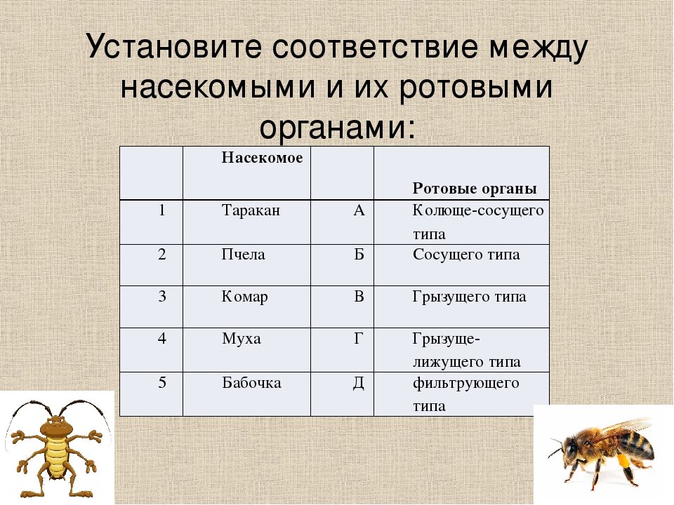 Провести название. Установите соответствие между насекомыми и типом их развития. Типы развития насекомых 7. Стадии развития насекомых 7 класс. Типы развития насекомых таблица 7 класс.