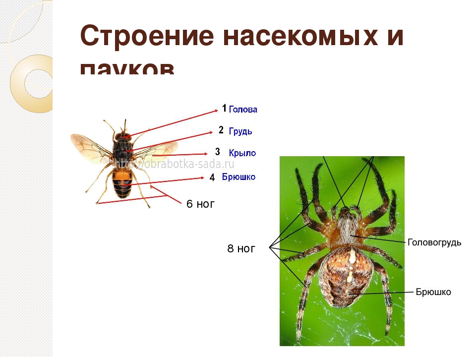 Признаки насекомых картинка