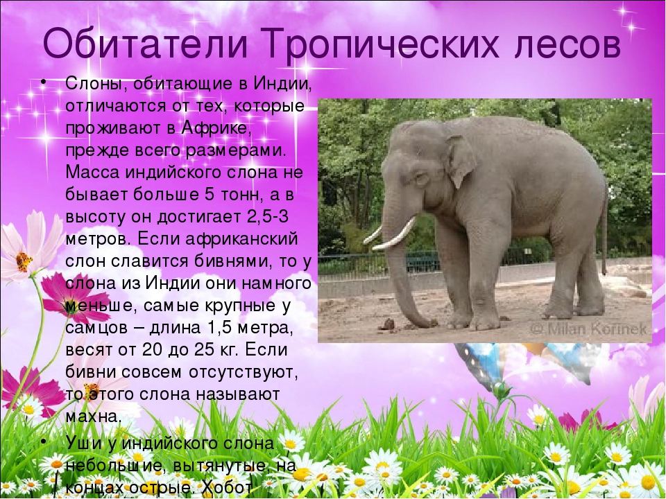 Слон рассказ 1 класс окружающий мир. Доклад про слона. Слон : рассказы. Африканский слон. Слон кратко для детей.
